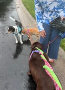 Charcoal Labrador Retriever