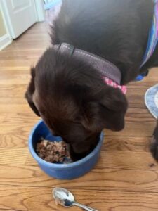 Chocolate Labrador Retriever