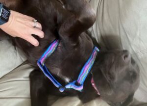 Chocolate Labrador Retriever