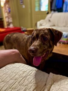 Chocolate Labrador Retriever mix