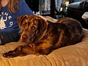 Chocolate Labrador Retriever mix