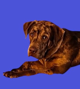 Chocolate Labrador Retriever mix