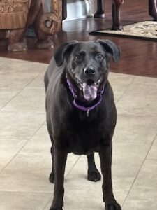 Black Labrador Mix