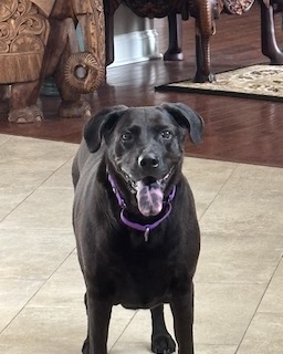 Black Labrador Mix