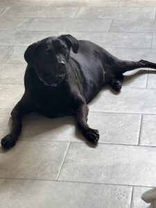 Black Labrador Mix