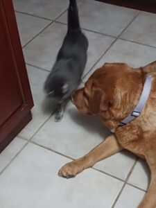 Yellow Labrador Retriever