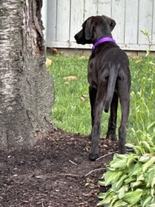 Chocolate Labrador Retriever mix