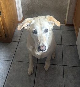 Yellow Labrador Retriever Mix