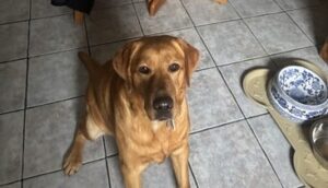 Yellow Labrador Retriever