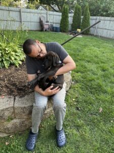Chocolate Labrador Retriever mix