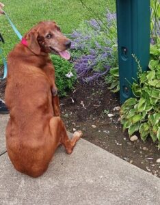 Yellow Labrador Retriever mix