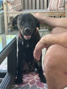 Black Labrador Mix