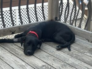 Black Labrador Mix