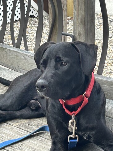 Black Labrador Mix