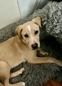 Yellow Labrador Retriever Mix