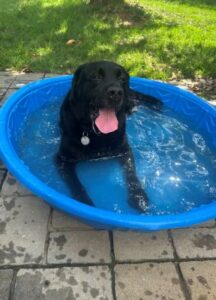 black labrador retriever