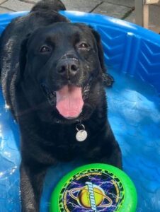 Black Labrador Retriever