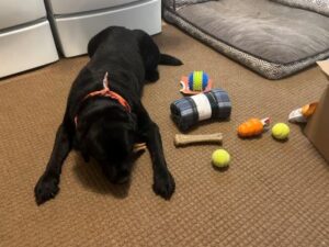 Black Labrador Retriever