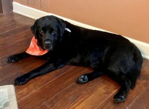 Black Labrador Retriever