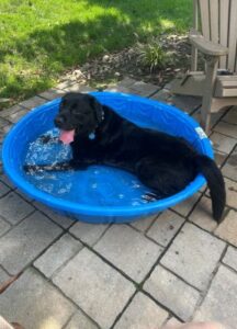 black labrador retriever