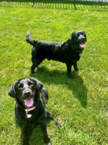 Black Labrador Retriever
