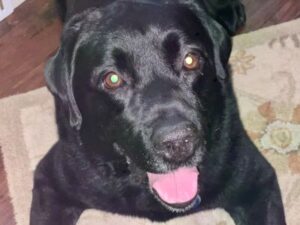 Black Labrador Retriever