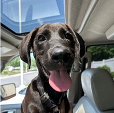 Chocolate Labrador Retriever mix