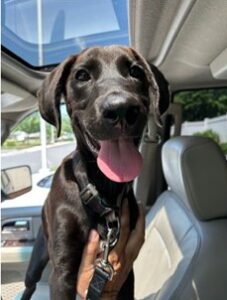 Chocolate Labrador Retriever mix