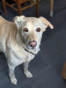 Yellow Labrador Retriever Mix