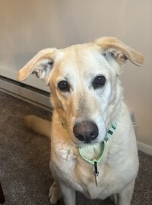 Yellow Labrador Retriever Mix