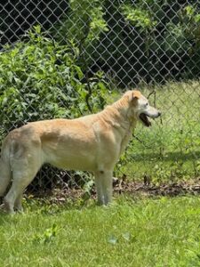 Yellow Labrador Retriever Mix