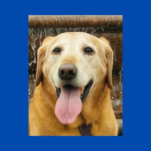 Yellow Labrador Retriever