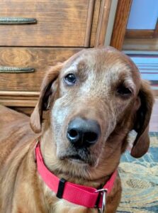 yellow Labrador Retriever