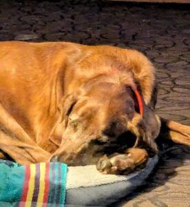 Labrador Retriever Mix