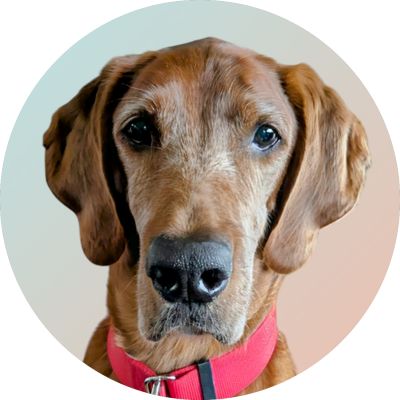 Labrador Retriever Mix