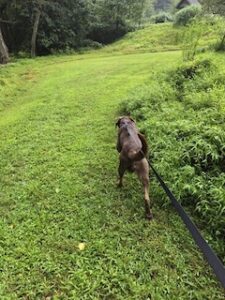 Chocolate Labrador Retriever