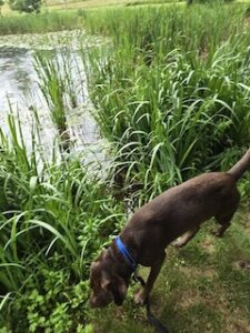 Chocolate Labrador Retriever