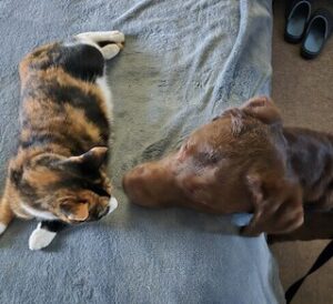 Chocolate Labrador Retriever