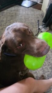 Chocolate Labrador Retriever