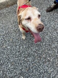 Yellow Labrador Retriever