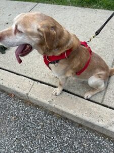 Yellow Labrador Retriever