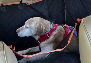 Yellow Labrador Retriever