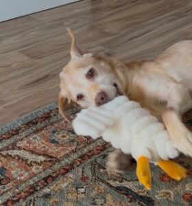 Yellow Labrador Retriever