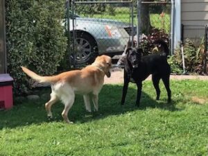 Yellow Labrador Retriever