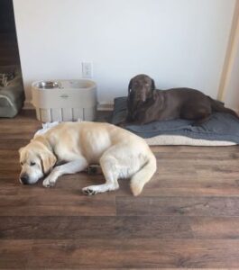 Yellow Labrador Retriever