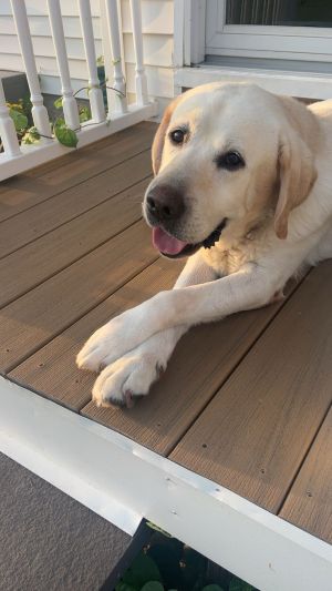 Yellow Labrador Retriever