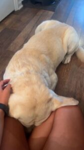 Yellow Labrador Retriever