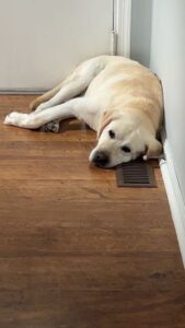 Yellow Labrador Retriever