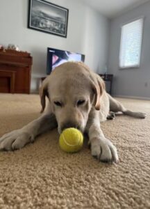 Yellow Labrador Retriever