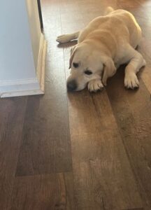 Yellow Labrador Retriever